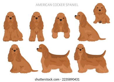 El cocker americano esparce todos los colores del abrigo clipart. Todo perro engendra infografía.  Ilustración del vector