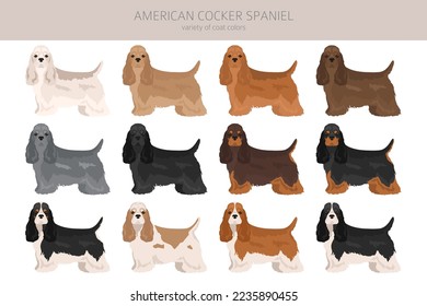 American cocker spaniel all coat colors clipart. All dog breeds infographic.  Vector illustration