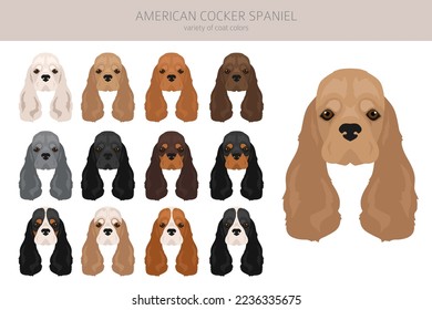 American cocker spaniel all coat colors clipart. All dog breeds infographic.  Vector illustration