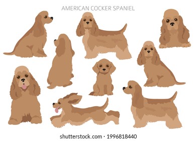 American cocker spaniel all colours clipart. Different coat colors set.  Vector illustration