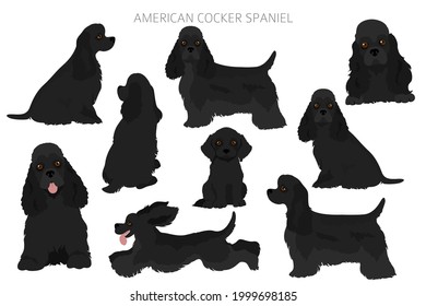 American cocker spaniel all colours clipart. Different coat colors set.  Vector illustration
