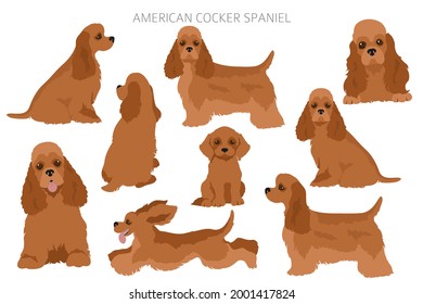 American cocker spaniel all colours clipart. Different coat colors set.  Vector illustration