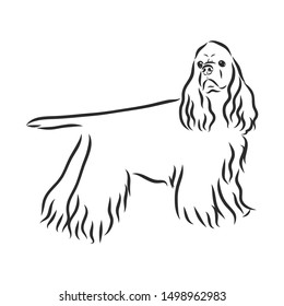 American Cocker Spaniel dog, contour vector illustration 