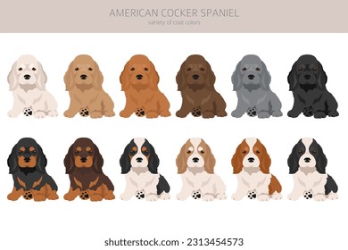 American cocker spaniel puppies all coat colors clipart. All dog breeds infographic.  Vector illustration