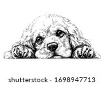American Cocker Spaniel. Sticker on the wall. Sketch, drawn, artistic, black-and-white portrait of an American Cocker Spaniel puppy on a white background.