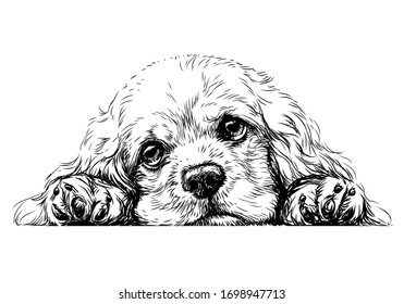 American Cocker Spaniel. Sticker on the wall. Sketch, drawn, artistic, black-and-white portrait of an American Cocker Spaniel puppy on a white background.
