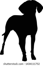 American Coonhound Silhouette Isolated On White