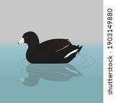 
An American coot or mud hen swimming in the water