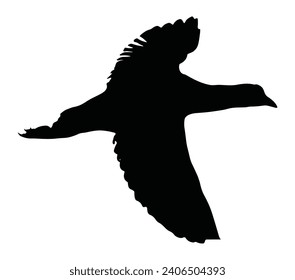 American Coot. Vector image. White background.