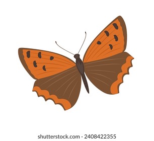 American copper, flying butterfly. Tropical butterfly with beautiful wings and antennae isolated on white background. Gorgeous exotic moth, top view. Pretty spring insect. Flat vector illustration