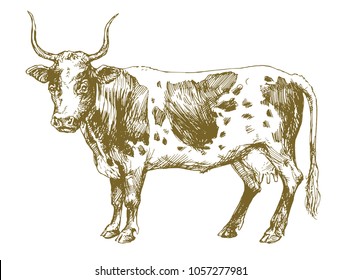 American cow, hand drawn illustration.