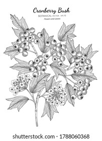 American cranberrybush fruit hand drawn botanical illustration with line art on white backgrounds. 