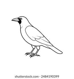 American crow bird line art icon