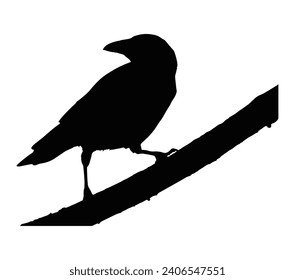 American crow bird vector. black crow bird vector icon in flat style. Raven bird, black bird.