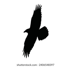 American crow hand drawn black on white background.