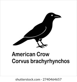 American Crow Silhouette Vector Illustration Isolated on White Background