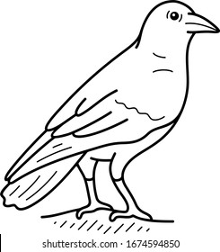 American Crow. Vector Outline Icon.