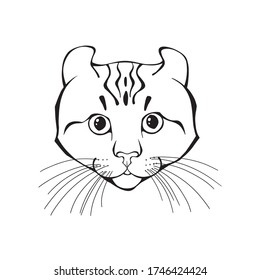 Curl americano, cara de gato. Ilustración vectorial dibujada a mano. Esbozo. Arte de línea, blanco y negro.
