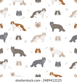 American Curl cat seamless pattern. All coat colors set.  All cat breeds characteristics infographic. Vector illustration
