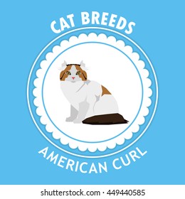 American, curl, Isolated cat breed, Vector illustration
