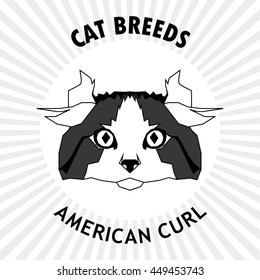 American, curl, Isolated cat breed, Vector illustration