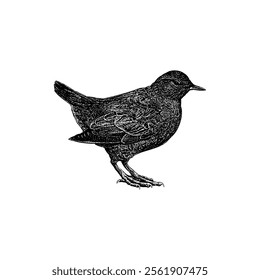 American Dipper hand drawing vector isolated on white background.