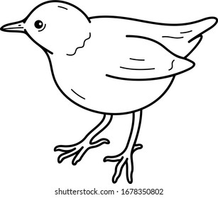 American Dipper. Vector outline icon.