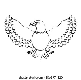 american eagle bird freedom national symbol