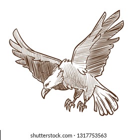 American eagle bird isolated sketch wild hawk vector heraldic symbols of America animal with feather beak and claws flying predator freedom and power falcon with spread wings USA patriotic mascot.