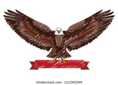 american eagle national symbol