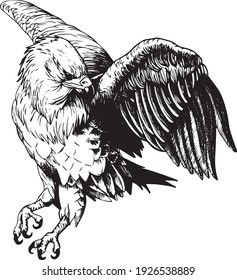 american eagle stalking hand drawn