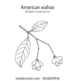 American or eastern wahoo, or burningbush (Euonymus atropurpureus), medicinal plant. Hand drawn botanical vector illustration