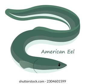 American Eel (Anguilla rostrata) cute animal in colorful cartoon style isolated on white background. Vector graphics. It is the only eel found in North America. And it's not a water snake.