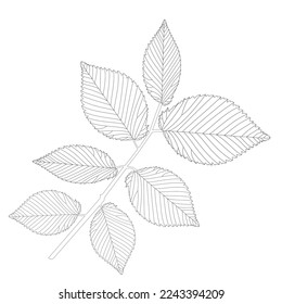 american elm leaf vector icon black and white
