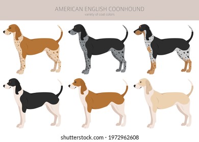 American englisn coonhound all colours clipart. Different coat colors set.  Vector illustration