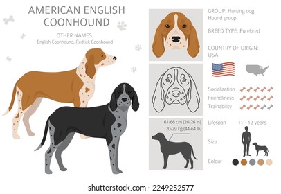 American englisn coonhound all colours clipart. Different coat colors set.  Vector illustration