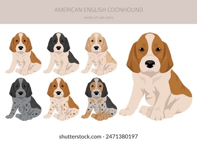 American englisn coonhound puppy all colours clipart. Different coat colors set.  Vector illustration