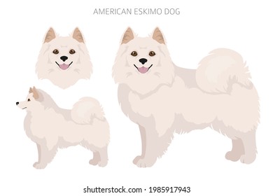 American eskimo dog all colours clipart. Different coat colors set.  Vector illustration