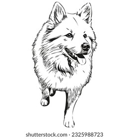 American Eskimo dog black drawing vector, isolated face painting sketch line illustration realistic breed pet