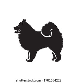 American Eskimo dog - isolated vector illustration