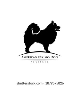 American Eskimo dog - isolated vector illustration