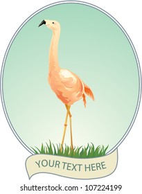 American Flamingo on a blue background