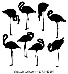 Illustration Set Flamingo Silhouettes Isolated On Stock Vector (Royalty ...