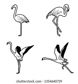 American Flamingo Vector Illustration Hand Drawn Animal Cartoon Art