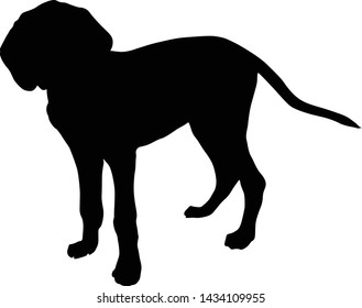 American Foxhound Silhouette Isolated On White