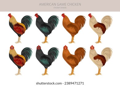 American Game Chicken breeds clipart. Poultry and farm animals. Different colors set.  Vector illustration