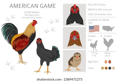 American Game Chicken breeds clipart. Poultry and farm animals. Different colors set.  Vector illustration