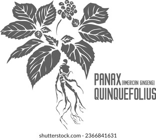 El ginseng americano o Xi yang shen la silueta vectorial de raíz. Esquema de la planta de Panax quinquefolius medicinales. Conjunto de la raíz de Panax quinquefolius en Línea para productos farmacéuticos. Dibujo por contorno de hierbas medicinales