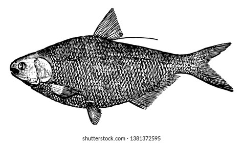 American Gizzard Shad is a fish in the Clupeidae family of herrings, vintage line drawing or engraving illustration.