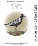 American golden plover (Pluvialis dominica). Birds of the world